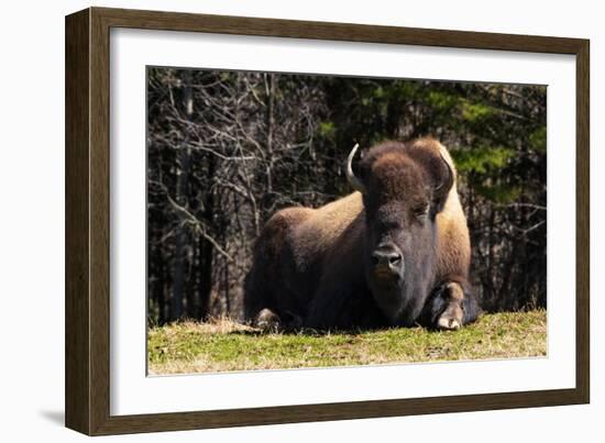 Bison 1-Robert Michaud-Framed Giclee Print