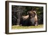 Bison 1-Robert Michaud-Framed Giclee Print