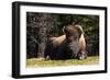 Bison 1-Robert Michaud-Framed Giclee Print