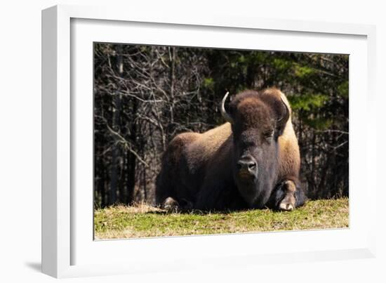 Bison 1-Robert Michaud-Framed Giclee Print