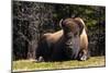 Bison 1-Robert Michaud-Mounted Giclee Print