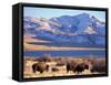 Bison above Great Salt Lake, Antelope Island State Park, Utah, USA-Scott T. Smith-Framed Stretched Canvas