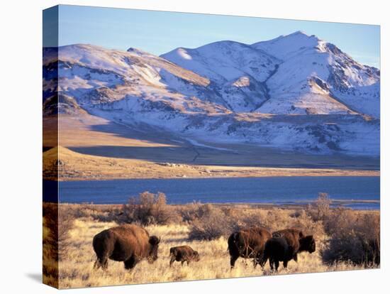 Bison above Great Salt Lake, Antelope Island State Park, Utah, USA-Scott T. Smith-Stretched Canvas
