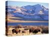 Bison above Great Salt Lake, Antelope Island State Park, Utah, USA-Scott T. Smith-Stretched Canvas