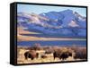 Bison above Great Salt Lake, Antelope Island State Park, Utah, USA-Scott T. Smith-Framed Stretched Canvas