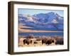 Bison above Great Salt Lake, Antelope Island State Park, Utah, USA-Scott T. Smith-Framed Premium Photographic Print