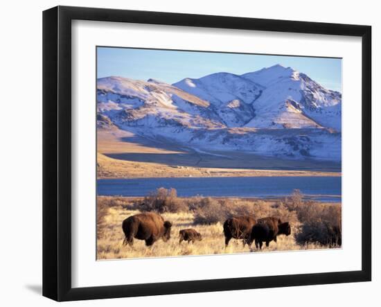 Bison above Great Salt Lake, Antelope Island State Park, Utah, USA-Scott T. Smith-Framed Photographic Print