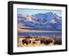 Bison above Great Salt Lake, Antelope Island State Park, Utah, USA-Scott T. Smith-Framed Photographic Print