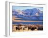 Bison above Great Salt Lake, Antelope Island State Park, Utah, USA-Scott T. Smith-Framed Photographic Print