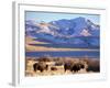 Bison above Great Salt Lake, Antelope Island State Park, Utah, USA-Scott T. Smith-Framed Photographic Print