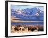 Bison above Great Salt Lake, Antelope Island State Park, Utah, USA-Scott T. Smith-Framed Photographic Print