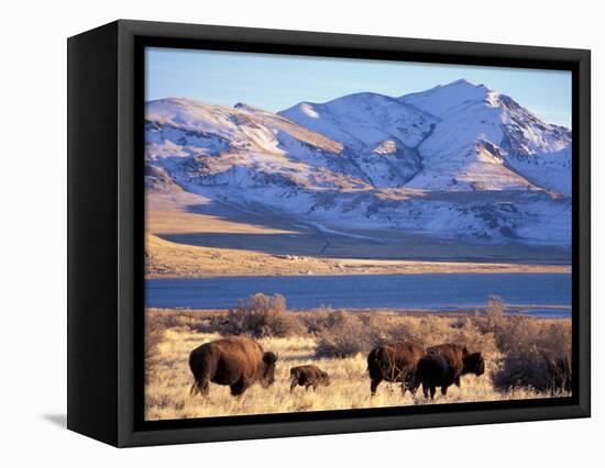 Bison above Great Salt Lake, Antelope Island State Park, Utah, USA-Scott T. Smith-Framed Stretched Canvas