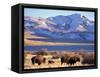 Bison above Great Salt Lake, Antelope Island State Park, Utah, USA-Scott T. Smith-Framed Stretched Canvas