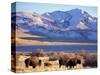 Bison above Great Salt Lake, Antelope Island State Park, Utah, USA-Scott T. Smith-Stretched Canvas