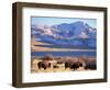 Bison above Great Salt Lake, Antelope Island State Park, Utah, USA-Scott T. Smith-Framed Photographic Print