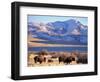 Bison above Great Salt Lake, Antelope Island State Park, Utah, USA-Scott T. Smith-Framed Photographic Print