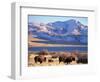 Bison above Great Salt Lake, Antelope Island State Park, Utah, USA-Scott T. Smith-Framed Photographic Print