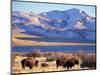 Bison above Great Salt Lake, Antelope Island State Park, Utah, USA-Scott T. Smith-Mounted Photographic Print