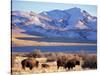 Bison above Great Salt Lake, Antelope Island State Park, Utah, USA-Scott T. Smith-Stretched Canvas