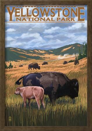 'Bison And Calf Grazing - Yellowstone National Park' Prints ...