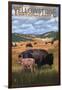 Bison and Calf Grazing - Yellowstone National Park-Lantern Press-Framed Art Print