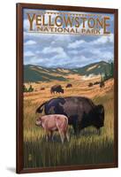 Bison and Calf Grazing - Yellowstone National Park-Lantern Press-Framed Art Print
