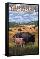 Bison and Calf Grazing - Yellowstone National Park-Lantern Press-Framed Stretched Canvas