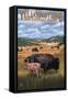 Bison and Calf Grazing - Yellowstone National Park-Lantern Press-Framed Stretched Canvas