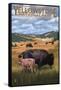 Bison and Calf Grazing - Yellowstone National Park-Lantern Press-Framed Stretched Canvas