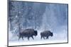 Bison and calf walking through snow, Yellowstone-Danny Green-Mounted Photographic Print