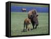 Bison and Calf, Yellowstone National Park, Wyoming, USA-James Gritz-Framed Stretched Canvas
