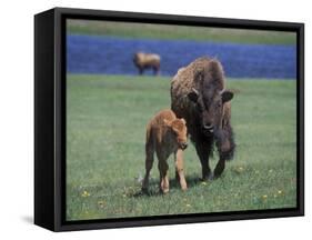 Bison and Calf, Yellowstone National Park, Wyoming, USA-James Gritz-Framed Stretched Canvas