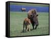 Bison and Calf, Yellowstone National Park, Wyoming, USA-James Gritz-Framed Stretched Canvas