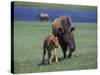 Bison and Calf, Yellowstone National Park, Wyoming, USA-James Gritz-Stretched Canvas