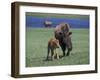 Bison and Calf, Yellowstone National Park, Wyoming, USA-James Gritz-Framed Photographic Print