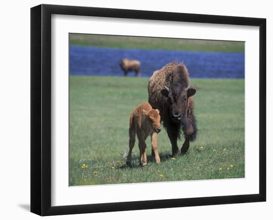 Bison and Calf, Yellowstone National Park, Wyoming, USA-James Gritz-Framed Photographic Print