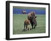 Bison and Calf, Yellowstone National Park, Wyoming, USA-James Gritz-Framed Photographic Print