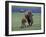 Bison and Calf, Yellowstone National Park, Wyoming, USA-James Gritz-Framed Photographic Print