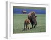 Bison and Calf, Yellowstone National Park, Wyoming, USA-James Gritz-Framed Photographic Print