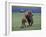 Bison and Calf, Yellowstone National Park, Wyoming, USA-James Gritz-Framed Photographic Print