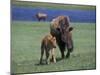 Bison and Calf, Yellowstone National Park, Wyoming, USA-James Gritz-Mounted Photographic Print