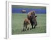 Bison and Calf, Yellowstone National Park, Wyoming, USA-James Gritz-Framed Photographic Print