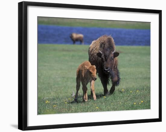 Bison and Calf, Yellowstone National Park, Wyoming, USA-James Gritz-Framed Photographic Print