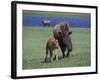 Bison and Calf, Yellowstone National Park, Wyoming, USA-James Gritz-Framed Photographic Print