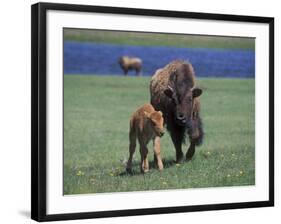 Bison and Calf, Yellowstone National Park, Wyoming, USA-James Gritz-Framed Photographic Print