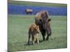 Bison and Calf, Yellowstone National Park, Wyoming, USA-James Gritz-Mounted Photographic Print