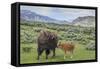 Bison and Calf (YNP)-Galloimages Online-Framed Stretched Canvas