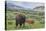 Bison and Calf (YNP)-Galloimages Online-Stretched Canvas