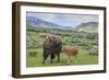 Bison and Calf (YNP)-Galloimages Online-Framed Photographic Print