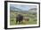 Bison and Calf (YNP)-Galloimages Online-Framed Photographic Print